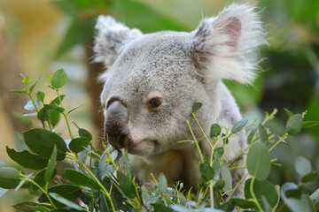 koala in a tree © Josef
