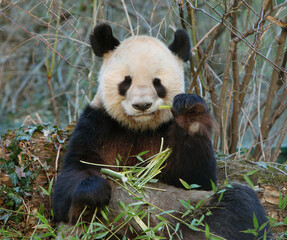 Giant panda eating bamboo © Josef