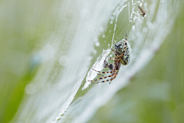 A spider covered with dewdrops in early morning on the web, eating mosquito.