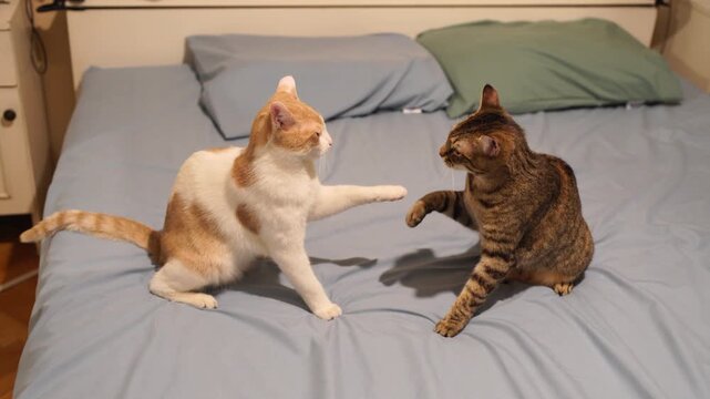 Two cute cats are playing on a bed in a funny animal video