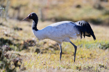 Endangered Black-necked Crane in Bhutan Grassland
