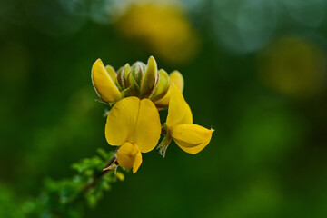 Codeso de monte flowers in Anaga
