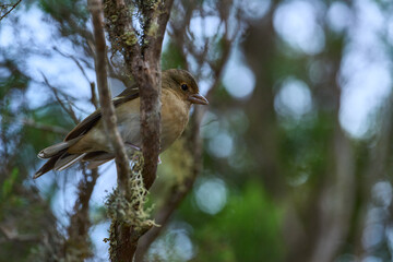 Blue chaffinch female or juvenile Tenerife