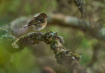 Blue chaffinch female or juvenile Tenerife