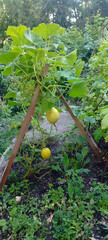 A yellow squash or gourd hangs from a vine supported by a wooden trellis in a lush garden setting, surrounded by large green leaves and foliage