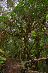 Laurisilva forest trail in Anaga