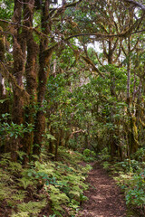 Laurisilva forest trail in Anaga