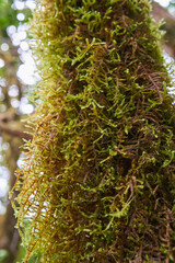 Moss on laurisilva tree trunk