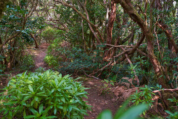 Laurisilva forest trail in Anaga