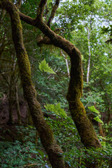 Gnarled moss-covered laurisilva trees