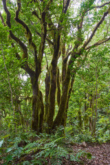 Gnarled moss-covered laurisilva trees