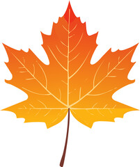 Autumn maple leaves in yellow, orange, and red isolated on a white background