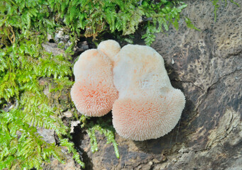 Edible mushroom on tree (Hericium erinaceus)