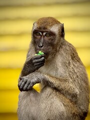 monkey eating