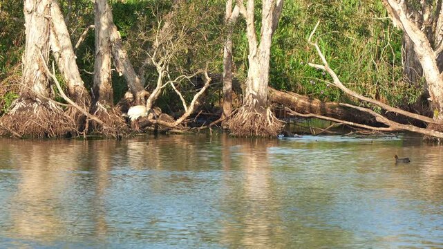 The Sandy Camp Road Wetlands Reserve, a white ibis perched on exposed roots, preening and grooming its feathers, common moorhens and Australasian swamphen swimming in the water.