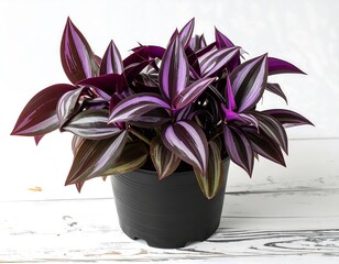 A vibrant houseplant with striking purple and silver striped leaves fills a black pot. The plant sits on a white-painted wooden surface