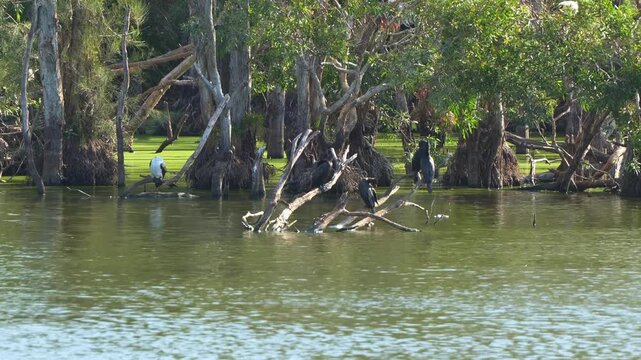 Australasian Darters (Anhinga novaehollandiae) and Little pied cormorants perched on dead tree branches in a wetland environment with abundant foliage and submerged tree trunks.