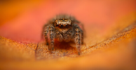 An aesthetically pleasing and eye-catching photograph of a spider against a background dominated by warm colors. The spider species is a jumping spider. Natural background. 