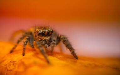 An aesthetically pleasing and eye-catching photograph of a spider against a background dominated by warm colors. The spider species is a jumping spider. Natural background. 