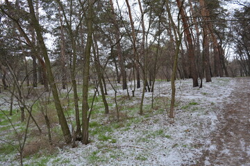 Small winter forest covered in a thin layer of snow, with old green pines and dark brown, leafless trees in mid-December. Thin, wide sandy paths with frozen green grass and light brown pine cones.