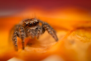 An aesthetically pleasing and eye-catching photograph of a spider against a background dominated by warm colors. The spider species is a jumping spider. Natural background. 