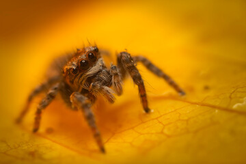 An aesthetically pleasing and eye-catching photograph of a spider against a background dominated by warm colors. The spider species is a jumping spider. Natural background. 