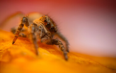 An aesthetically pleasing and eye-catching photograph of a spider against a background dominated by warm colors. The spider species is a jumping spider. Natural background. 