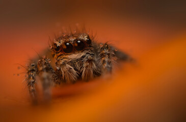 An aesthetically pleasing and eye-catching photograph of a spider against a background dominated by warm colors. The spider species is a jumping spider. Natural background. 