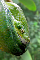 Hundskopfboa oder Gartenboa (Corallus hortulanus) Schlange