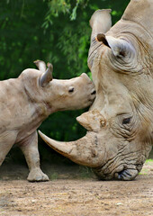 Fototapeta premium Breitmaulnashorn (Ceratotherium simum) Muttertier mit Jungtier