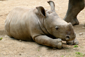 Fototapeta premium Breitmaulnashorn (Ceratotherium simum) Jungtier