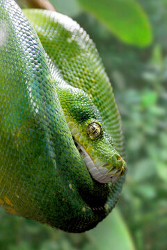 Hundskopfboa oder Gartenboa (Corallus hortulanus) Schlange