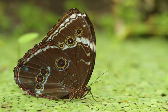  Blaue Morphofalter (Morpho peleides) Unterseite, Schmetterling auf Wasserlinsen