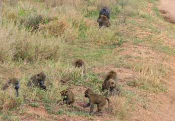 Group of Olive Baboons (Papio anubis) sitting together on a ground in savanna in Serengeti national park, Tanzania