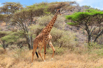 Giraffe in savanna in Serengeti national park in Tanzania. Wild nature of Tanzania, East Africa