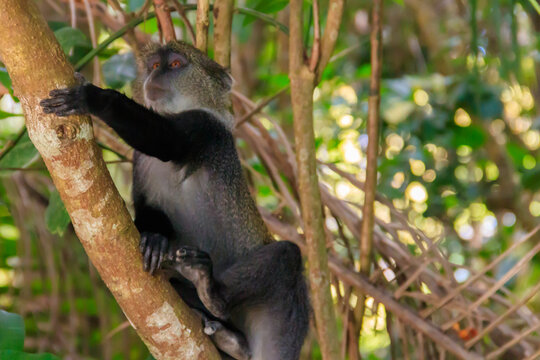 Sykes' monkey (Cercopithecus albogularis), also known as the white-throated monkey or Samango monkey sitting on a tree in Jozani forest on Zanzibar, Tanzania