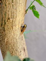 Profile view of a wasp on a tree trunk with green leaves