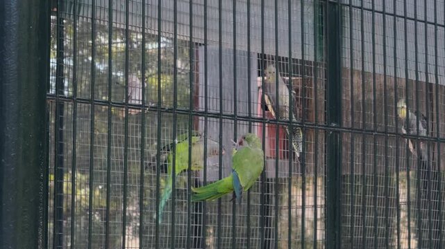 Green Ring-Necked Parakeets in Aviary Behind Wire Mesh
