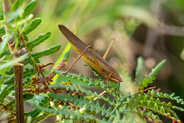 A brown variant of the Large Conehead (Ruspolia nitidula) katydid rests on a plant in the long grass on São Miguel island, Azores.