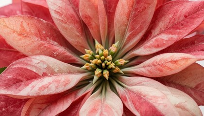 Bright red poinsettia flower with detailed petals and green leaves isolated on white background