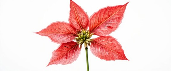 Bright red poinsettia flower with detailed petals and green leaves isolated on white background