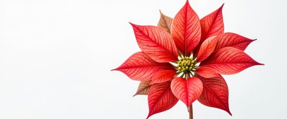 Bright red poinsettia flower with detailed petals and green leaves isolated on white background