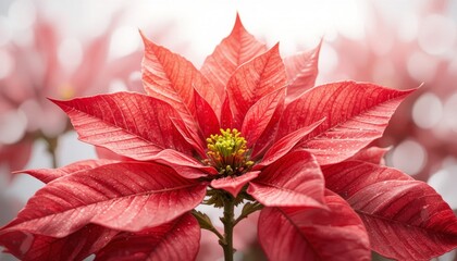 Bright red poinsettia flower with detailed petals and green leaves isolated on white background