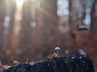 A Mycena mushroom on a stump in the sunset forest in late autumn before the winter frosts