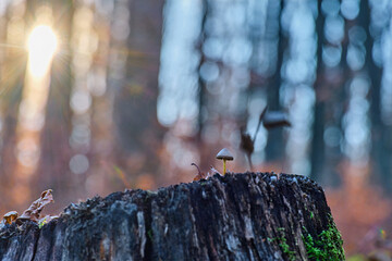 A Mycena mushroom on a stump in the sunset forest in late autumn before the winter frosts