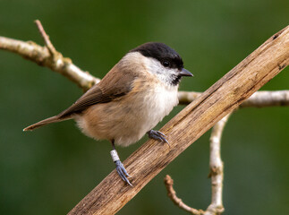 Marsh Tit on a branch © Barry