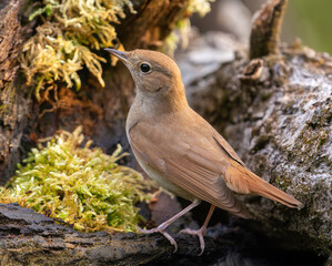 Nightingale on a moss branch