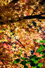 鎌倉251205　報国寺17　紅葉