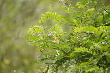 Obraz premium Common vetch (Vicia sativa) is a fast-growing legume with climbing vines, purple flowers, and nitrogen-fixing roots, widely used as forage, green manure, and soil improver