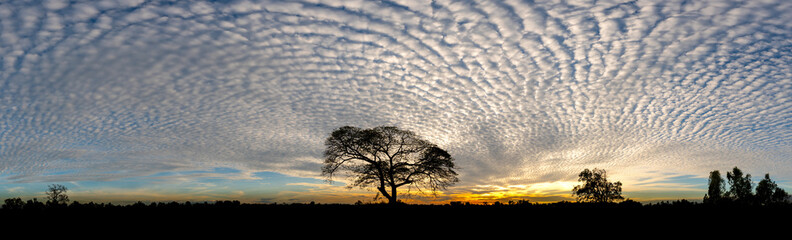 Panorama silhouette tree in africa with sunset.Alone Tree silhouetted against a setting sun.One dark tree.